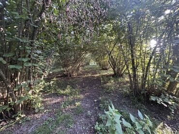 xacmazda findiq bagi satilir: Kənd təsərrüfatı — 17