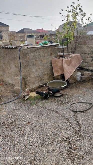 ördək balası satışı: Məhsul: Ördəklər (3 ədəd) Təsvir: - 2 ədəd muskovi (hind) ördək – — 2