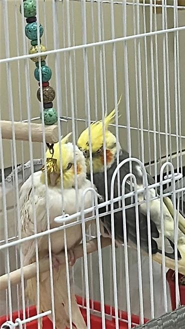 sirin pişik balalari: Nimfa tutuquşuları (cüt) və qəfəs dəsti,1erkek,1dişi — 2