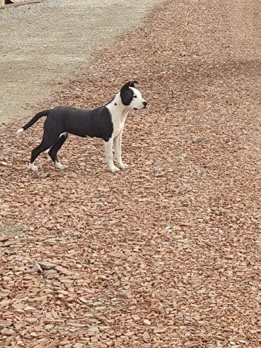 pitbul itlər: Питбуль, 6 месяцев, Самка — 1