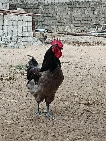 С/х животные и товары: Alman sortu olan boz austrolrp xoruzu satılır.1il 1 aylıqdır.Çox aktiv — 3