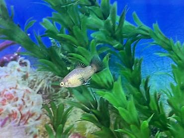 rottweiler satış: Sülhsevər, Ödənişli çatdırılma — 5