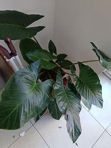 qab gulleri: Böyük yarpaqlı otaq bitkisi – Alokaziya (Alocasia) saksıda Alokasiya — 4