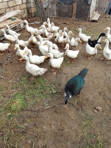 ördək balası və cücə: Salam sağlam heyvanlardı. Ətlik və yumuttalıq cinsidir .3ayları tamam — 2