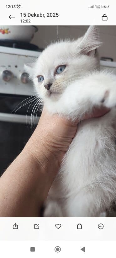 munchkin pişik: Şinşilla, Erkək, Yaxşı əllərə, Ünvandan götürmə, Ödənişli çatdırılma — 8