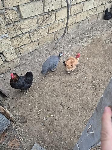 toyuq satişi: Məhsul: Ev quşları (toyuq, xoruz və hind toyuğu/ferma quşları) — 4