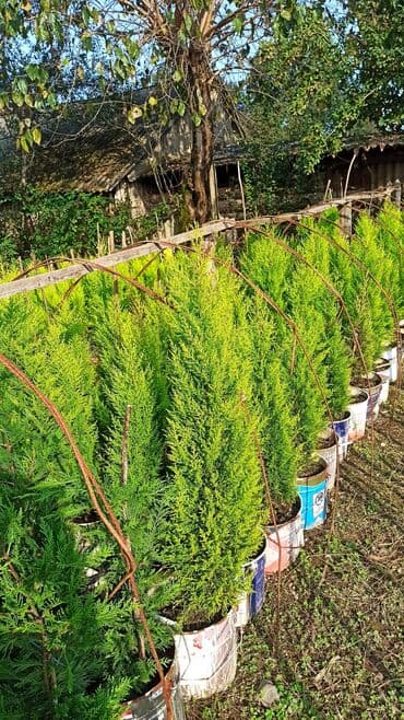 çiyələk şitili: Məhsul: Thuja (qızıl rəngli, sütunvari ardıc) fidanları — 1