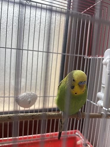 akvarium satilir: Salam çox gözəl papuqaylar tək və cüt olaraq satılır böyük və bala — 2