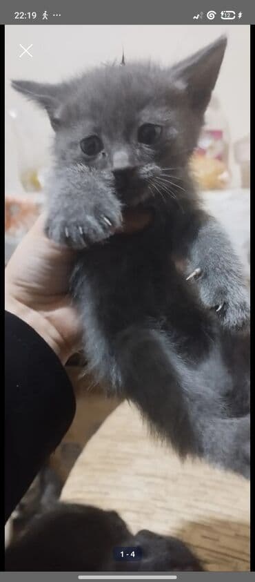 pisiylər: Şotland, Erkək, Yaxşı əllərə, Ünvandan götürmə — 6