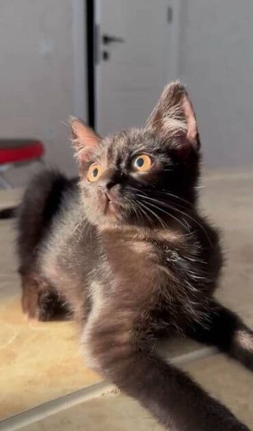 siyam pişik: Siam, Dişi, Erkək, Yaxşı əllərə, Ödənişli çatdırılma, Ünvandan götürmə — 2