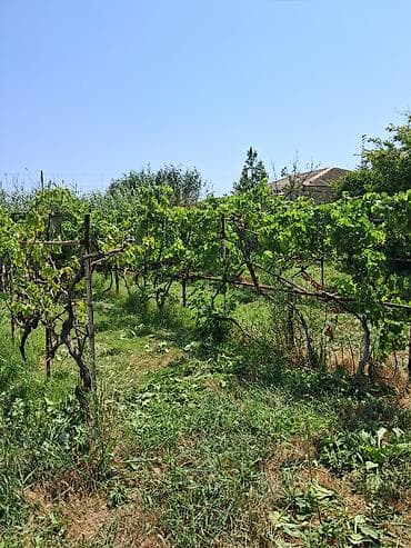 bine sovxoz evler: 12 sot, Mülkiyyətçi, Kupça (Çıxarış) — 10