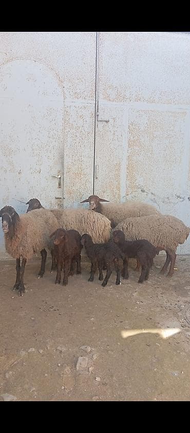 Salam ünvan Bakıin maştağa kendi obşi 7 baş heyvanlar satılır 3 baş