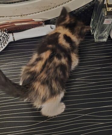 pişik biti: Dişi, Yaxşı əllərə — 8