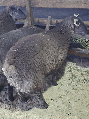 Птицы: Qoyun sürüsü – yerli qaragül/yağlı quyruq tipli heyvanlar - Növ — 3