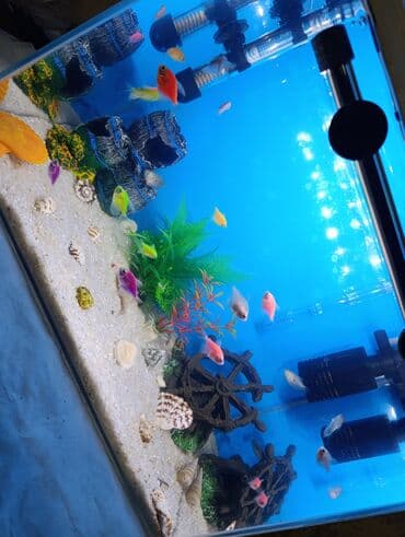 İstifadə olunub cəmi 1 ay. Böyük akvarium aldığım üçün bu akvarium