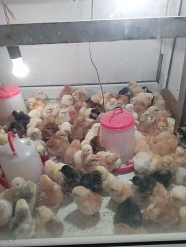 heyratı cücəsi: Toyuq cücələri, Ətlik, Ödənişli çatdırılma — 1