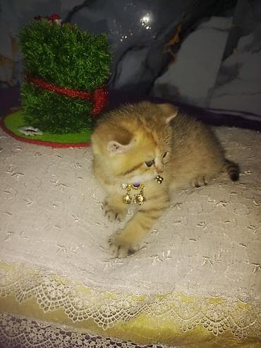 tovuz quwu: Britan — 2