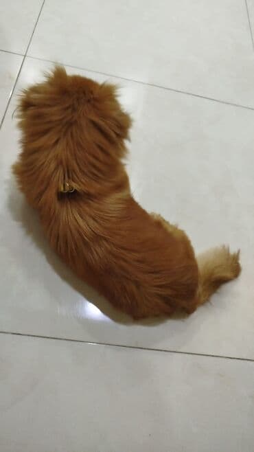 Gəmiricilər: 9 ay, Ödənişli çatdırılma — 1