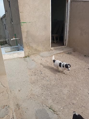 it pomeran: Qara-ağ rəngli balaca itlər - Cins: xırda ölçülü, qara-ağ ləkəli — 1