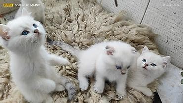 pişiyler: Şotland yastı qulaq — 6