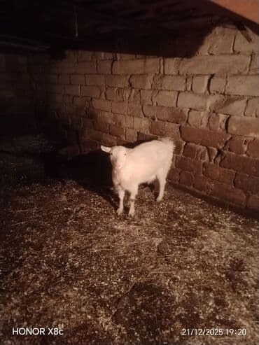 Toyuqlar: Qiymət cütünə ayıdır cütü 650 manata sani boğaz keçilər di isteyen — 8