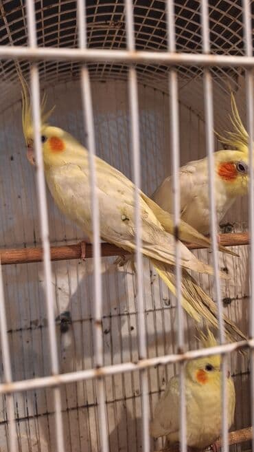 кольчатый попугай цена: Karella iki ədəd bir dişi bir erkək təmiz dağistan sortudur xahiş — 1