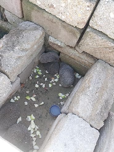 canlı yem: Kirpi – bağ üçün zərərvericilərə qarşı təbii “mühafizəçi” - Gecə — 3