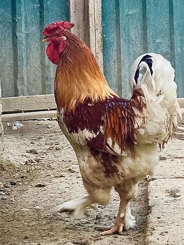 kanada sortu hinduska: Salam turk sortu xoruzdu, yeni yumurtasini Bursadan getirmisem burda — 2