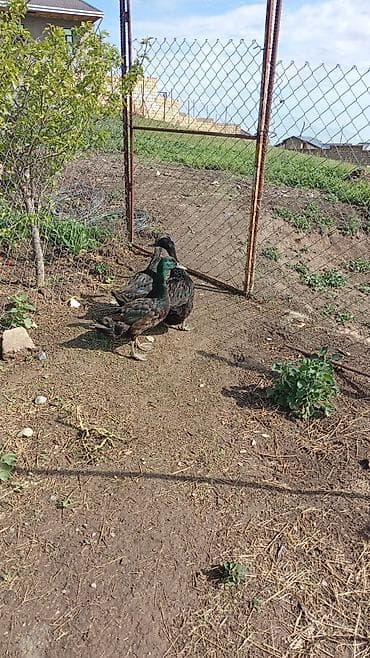 ördək: Muscovy ördəkləri – damazlıq sürü - Növ: Muscovy (hind ördəyi) - — 2