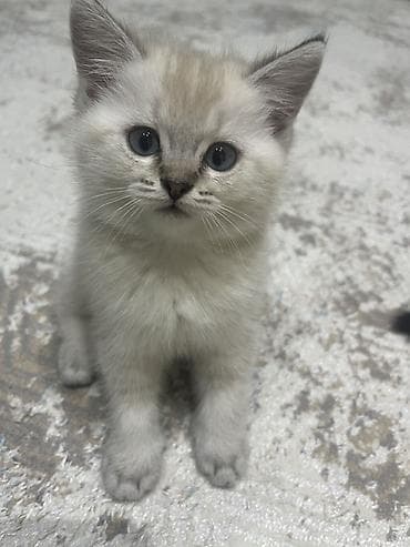 pişiy satışı: Yaxşı əllərə — 5