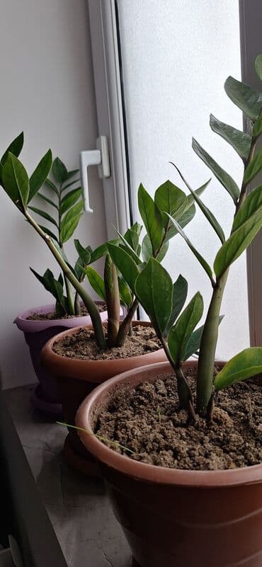 Buket güllər: Zamioculcas zamiifolia (ZZ plant) – qəhvəyi plastik dibçəklə birlikdə — 2