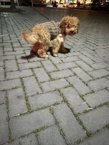 Balıq: Pudel, 3 ay, Dişi — 1