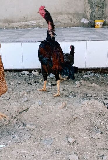 hind qusu satisi: Xoruz, Heyratı, il: 1, Ödənişli çatdırılma — 3
