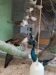 Gəmiricilər: Tovuz quzu 7 aylıq xoruz lar satılır tam saglam butun vaksinləri — 1