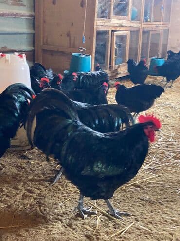 pulsuz verilir: Xoruz, il: 1, Pulsuz çatdırılma — 3