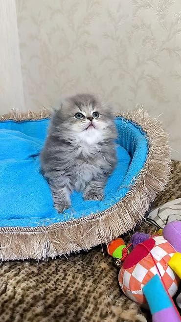 pişik cutleşdirmek: Şotland uzun tüklü — 7