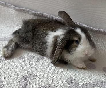 karlik dovsan: Karlik dovsani – mehriban və sakit xasiyyətli.(Qefeside verilir)Tecili — 1