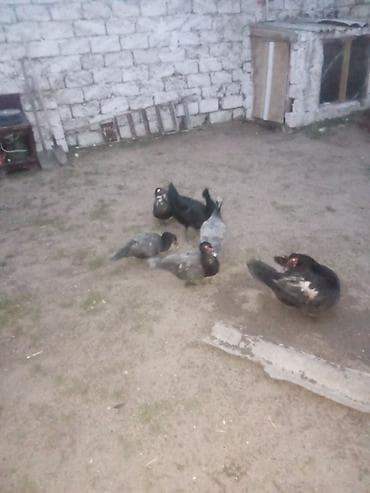 Lal ordey Macar 2 erkey 4 maya erkeyler 40 mayalar 20 son qiymeti -