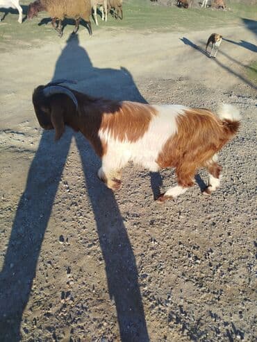 Гуси: Məhsul: Təkə (2 baş)
balaca erkekdi 135 AZN böyükde erkekdi 320 azn — 2