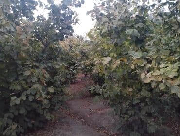 Çəngəllər: Fındıq bağçası – intensiv əkilili, səliqəli cərgələr vatsa əlaqə — 10