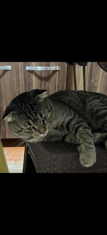 van pişiyi qiymeti: Şotland yastı qulaq, Erkək — 3