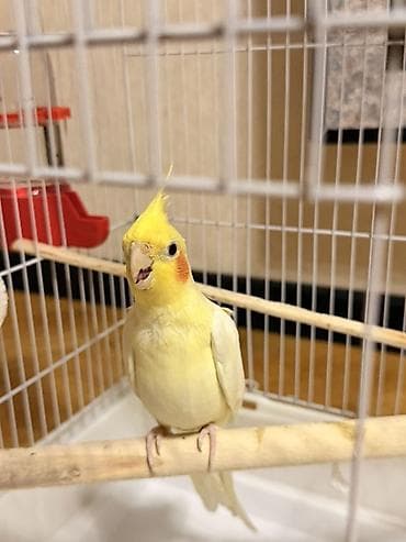 balaca it cinsi: Məhsul: Sarı rəngli nimfa (cockatiel) tutuquşu Təsvir: - Gözoxşayan — 4