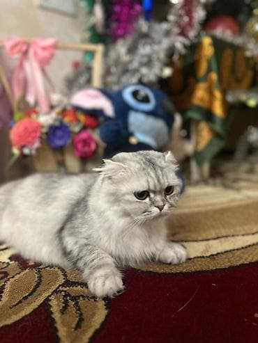 pişik sortları: Şotland yastı qulaq — 8