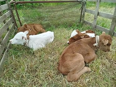 Salam, simmental buzovlardi. 2 dişi bir erkek buzovlardi. Qiymeti 1050 — 1