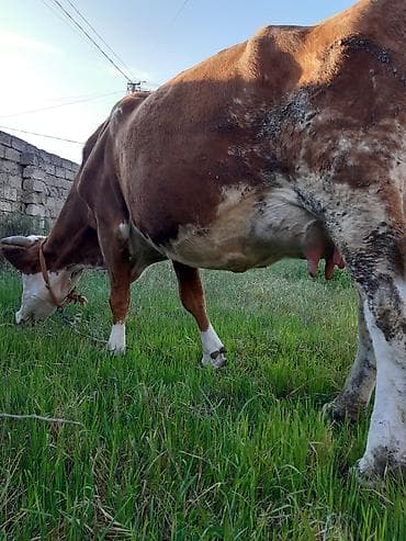 wortex su filteri: Teze doğub smental 3 qarınadı balası disidi sudu 25 litirdi tağli sudu — 8