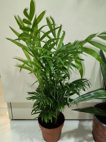 qab gulleri: Otaq bitkiləri – dekorativ saksı kolleksiyası Tərkib: - Dracaena — 4