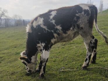 arpa qiymeti 2022: 1 ci qarına Fevralın axırları doğmalıdır,Anası 10-15 litr süd verirdi — 5