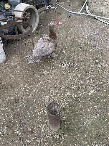 Gəmiricilər: Muscovy (barbariska) ördəkləri – boz-qəhvəyi rəng çalarında, qırmızı — 3