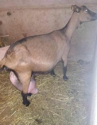 heyvan satisi: Südlük keçilər – sağlam, məhsuldar sürü Salam şəkillərdə görünən — 10