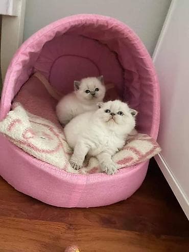 britain pisiyi satilir: Yaxşı əllərə, Ödənişli çatdırılma — 1